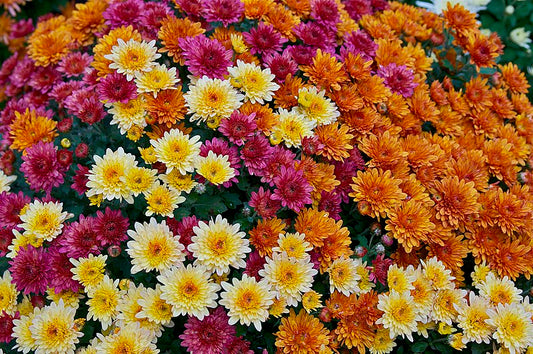 Ontdek de wonderlijke werking en gebruik van chrysantenthee