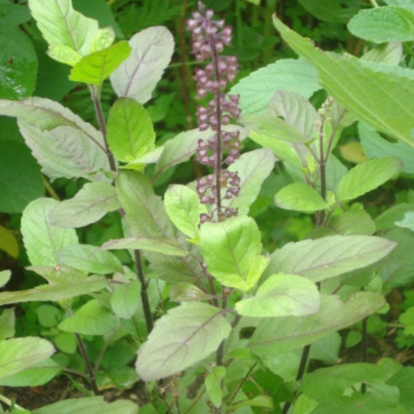Tulsi / Basilic Sacré (Ocimum Sanctum)