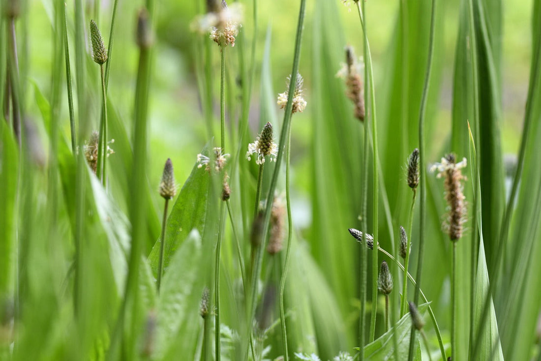 Smalle weegbree (Plantago lanceolata): traditionele toepassingen, smaak & 5 DIY-recepten